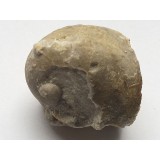Praenatica gregaria
